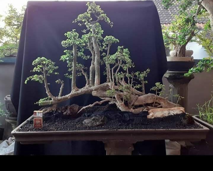 Cara Membuat Tanaman Bonsai Bagi Pemula Media Fakta