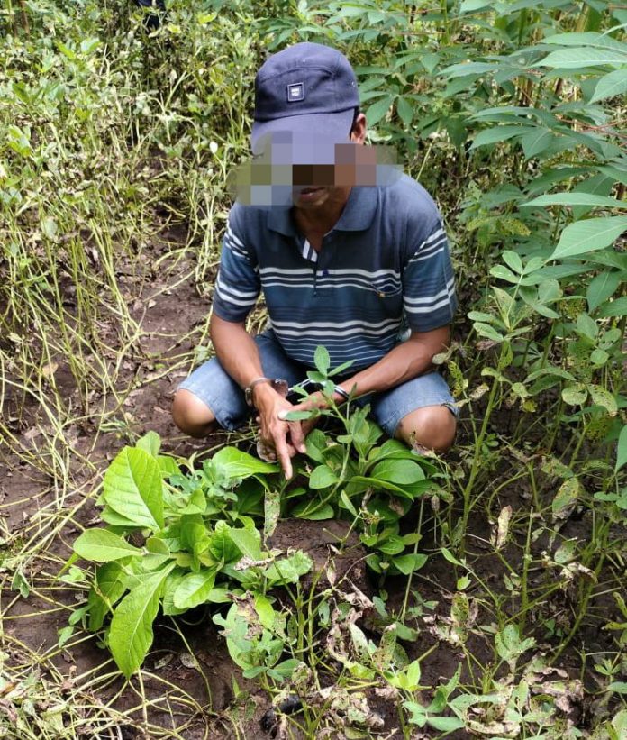 Pelaku Pencurian Kayu Jati Berhasil Diringkus Jajaran Kepolisian Sektor