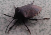 Sambal Beser, Menu Unik dari Gunungkidul