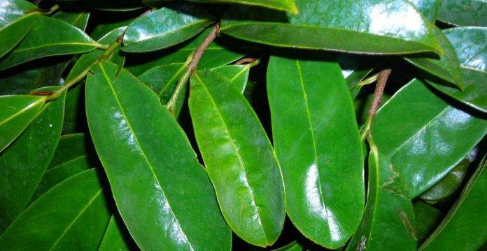 Featured_Manfaat-Daun-Sirsak-Jinakkan-Kolesterol-hingga-Kista