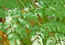 Daun Kelor Mampu Menurunkan Gula Darah, Berikut Penjelasannya