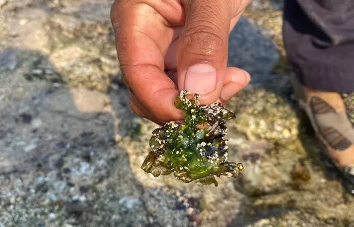 WEB-A-3091009066 (1)