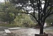 Pohon Asem Depan Bangsal Sewokoprojo Rungkat, Tenda Ambyar