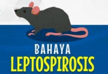 Waspada!! di Gunungkidul Awal 2026 3 Orang Meninggal Karena Leptospirosis