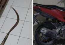 Kedapatan Membawa Sajam Jenis Celurit, Remaja Asal Semanu dan Bambanglipuro Diamankan Warga