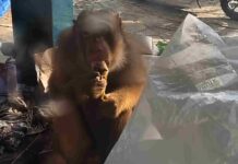 Beruk Resahkan Warga Gading Akhirnya Ditangkap