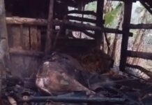 Kebakaran Kandang di Purwosari, Sapi Betina Mati Terpanggang