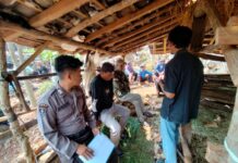 Sapi di Panggang Mati Misterius, Korban Alami Kerugian Belasan Juta