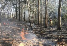 Lahan Seluas Kurang Lebih 6 Hektare di Gunungkidul Terbakar Dalam Sehari